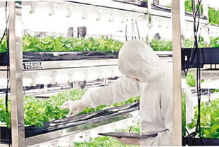 東芝廢棄工廠變身垂直農(nóng)場(chǎng) 無(wú)陽(yáng)光無(wú)土壤的綠色革命與土壤環(huán)境治理新篇章